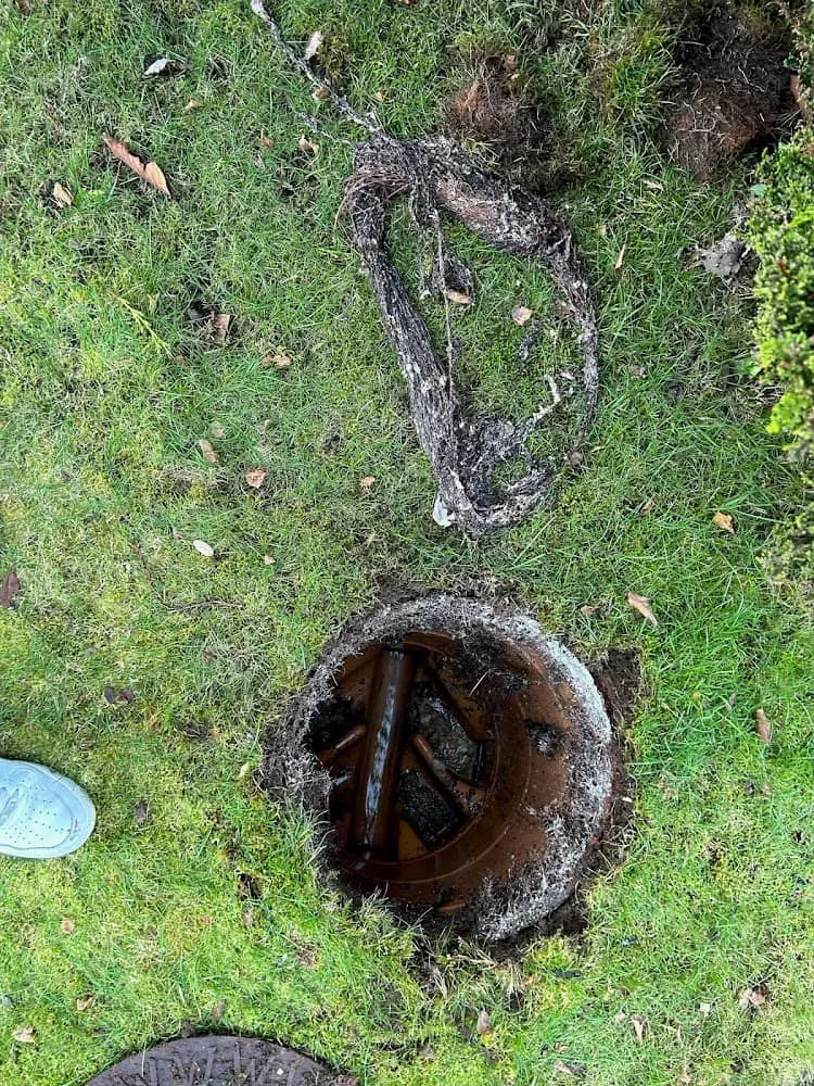 Removed tree roots next to an open drain manhole in a garden